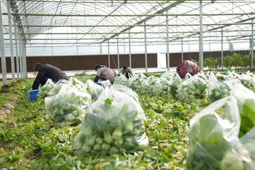 漫長的季節(jié)里，反復(fù)愛上豎新鎮(zhèn)的植物提取物研發(fā)